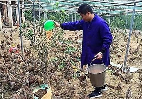 养山鸡种艾草"90后"小伙农村创业带领三地村民脱贫