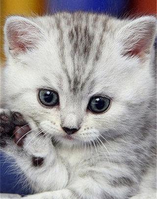 这是一款可爱的猫咪动态壁纸,猫咪卖萌的表情如此可爱