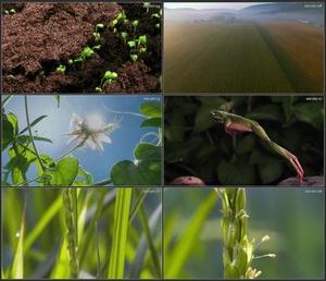 植物农作物发芽青蛙跳跃水稻生长稻穗延时摄影高清实拍视频素材