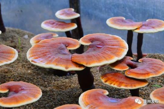 政务正文谈起种植灵芝的过往,余建忠直言创业艰辛.