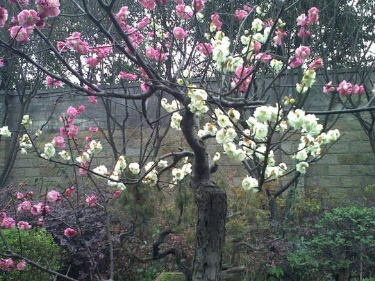 两生花(双色梅)