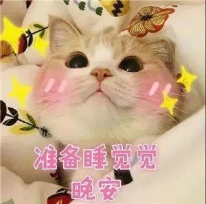 抖音猫咪带字无水印表情包下载分享