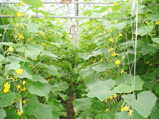谁说种蔬菜不挣钱,农村小伙靠"它"发家致富!