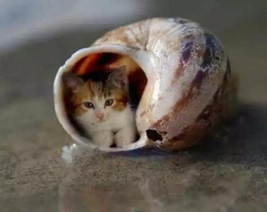 最小的猫咪,美国的一个喜马拉雅猫,作为一只成年的猫咪,身长才有19cm