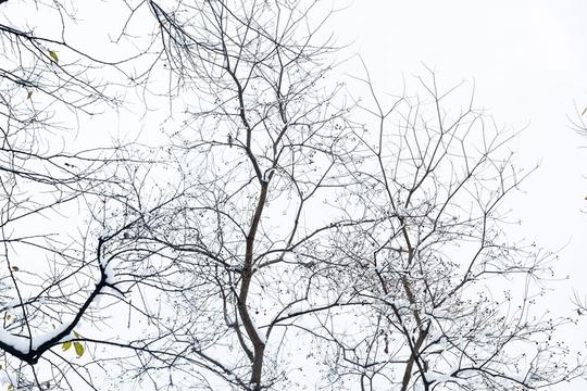 树枝雪景_图片大全—全景创意图库（quanjing.com）中国领先的正版图片视频素材网站