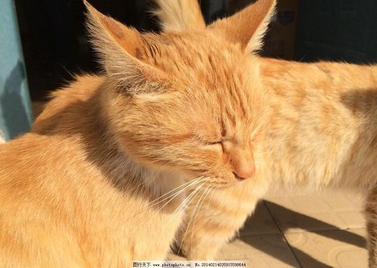 猫咪猫野猫黄猫小猫cat可爱小动物动物野生动物宠物猫儿