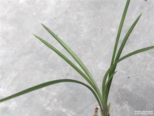 春剑瓷白缟艺缟花～娇泰锦