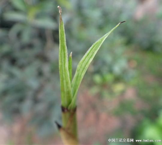 低拍.瓷白水晶丝双面银下山龙春小艺草【赌花艺双全】