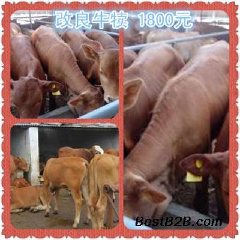 养牛创业计划书