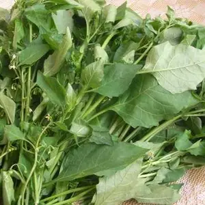 百花草煮法 头条搜索