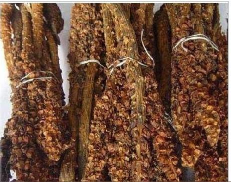 不老草草苁蓉粗大
