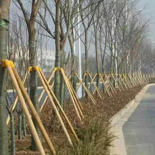 普通去皮刨光木支撑-主要产品-树支撑|复合材料