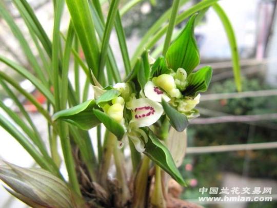 所有分类传统品种春兰奇花漂亮带花多朵蝶【已开花】本草自然