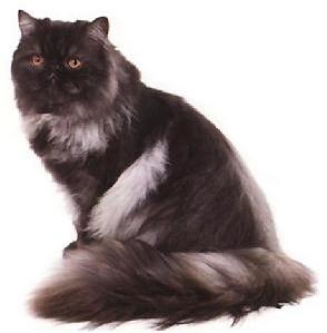 暗灰黑色猫