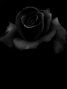 黑暗系玫瑰壁纸 头条搜索