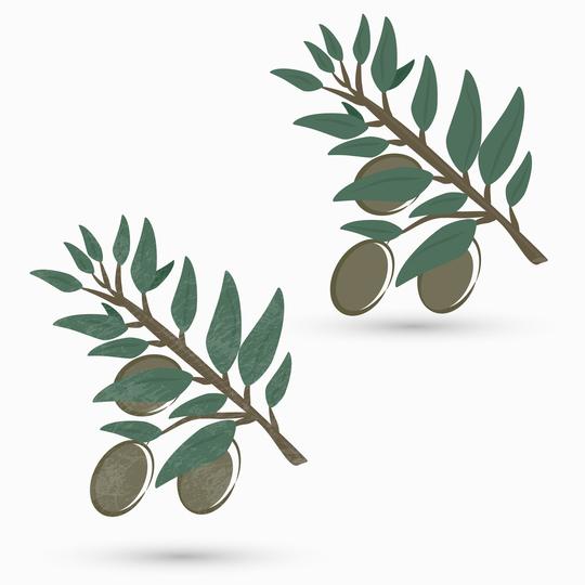 橄榄枝