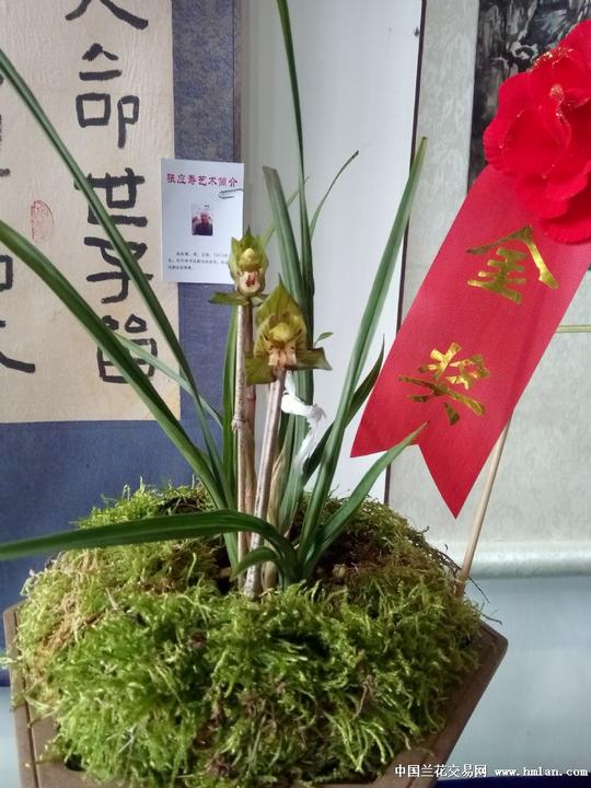 2017年织金春兰展(多图慎入)!-春兰篇-中国兰花交易网