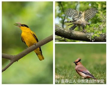 杭州市拍鸟什么地方好