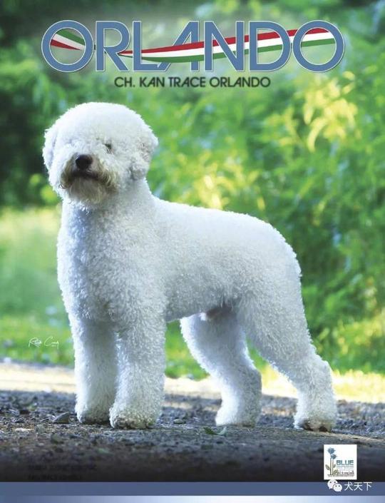 冷门犬种大扫盲——大泰迪作为纯种犬上西敏寺赛场?非