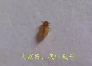 夏季怎么避免蜱虫咬人