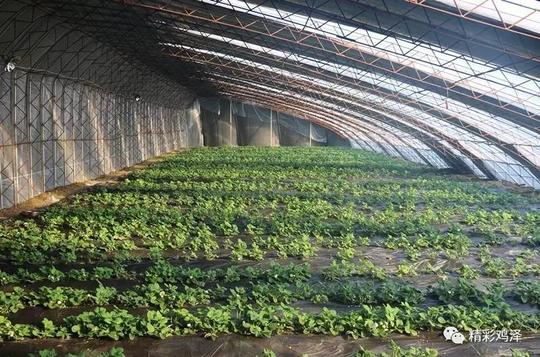 【椒乡创业故事】草莓花开幸福来