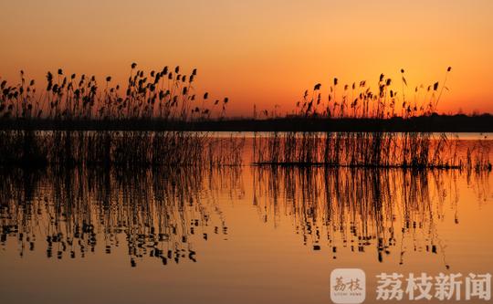 美不胜收!冷空气吹来"水晶天"句容水库日出芦苇似梦幻