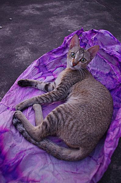 楼顶野猫_图片大全—全景创意图库（quanjing.com）中国领先的正版图片视频素材网站