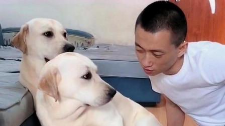 主人伸脸让狗狗亲一下他拉布拉多一脸嫌弃的避开把主人气坏了