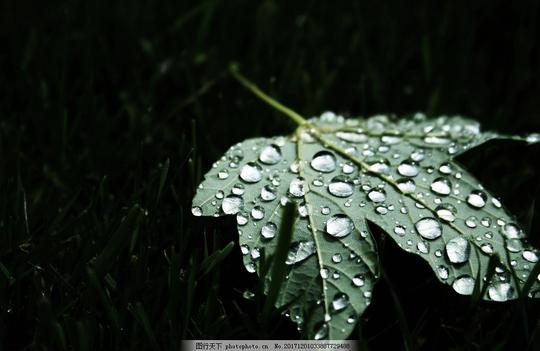 露珠绿叶绿色特写细节拍摄早晨露水水珠树叶树木