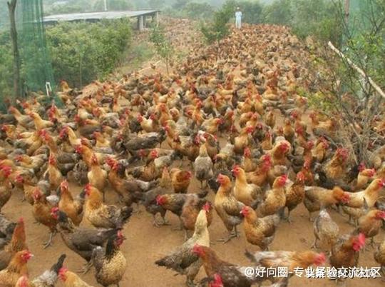 2021年在农村创业，到底种养什么最赢利?这5个效益就很不错-9.jpg