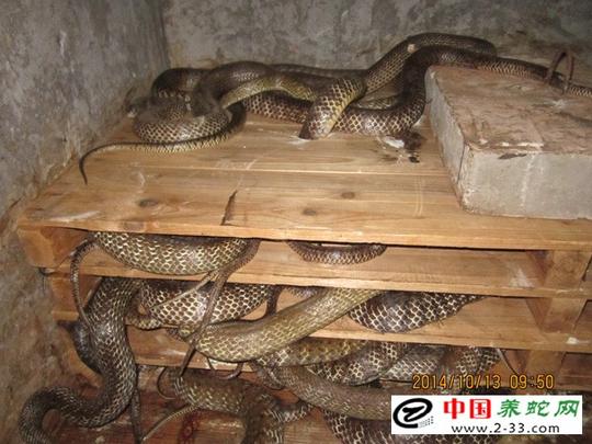 养蛇技术养蛇赚钱吗蛇苗无冬眠养法中,曾经有人率先应用"空调"给蛇