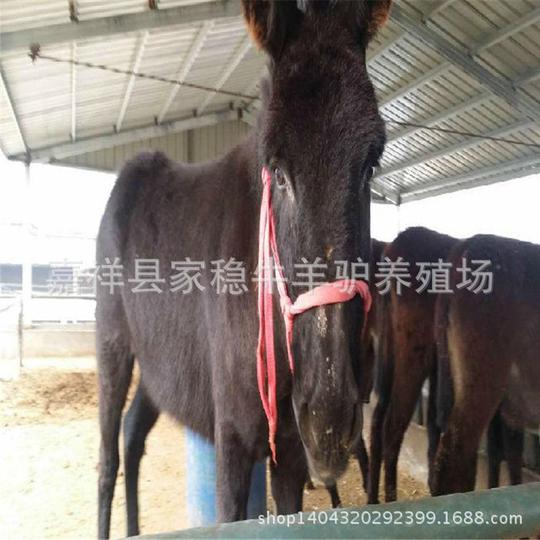 华北驴肉驴苗养殖场,农村如何养殖驴苗,新疆驴小驴驹价格