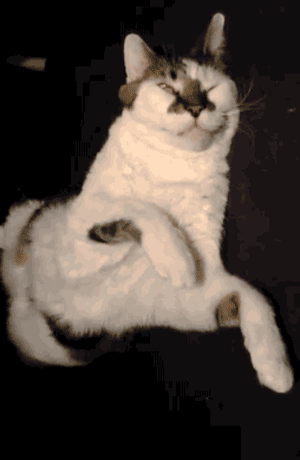壁纸动物猫猫咪小猫桌面300_460竖版竖屏手机gif动态图动