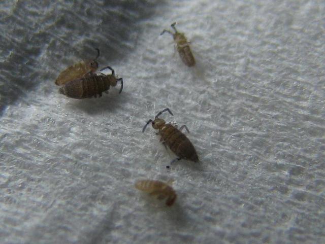 家里小虫子多怎么清除