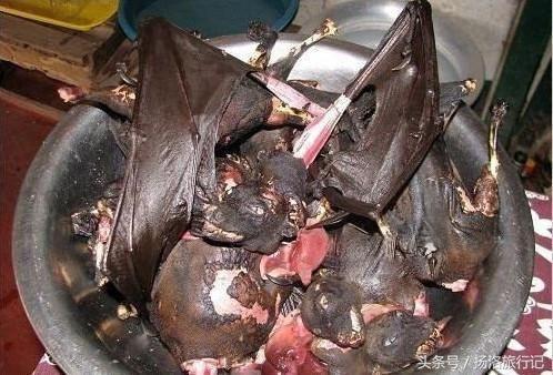 老鼠人和蝙蝠人是什么意思