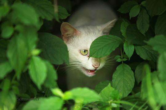 瓷马二楞.它的眼睛是草黄色的.凌厉严峻的眼神.看什么呢?