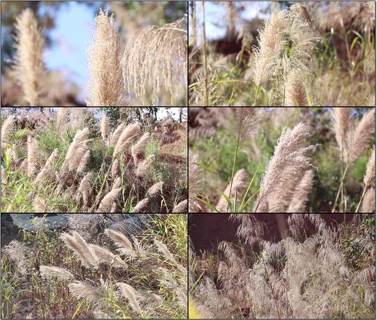 实拍特写芦苇荻花秋天芦苇荡芦花湿地专题宣传led背景视频素材