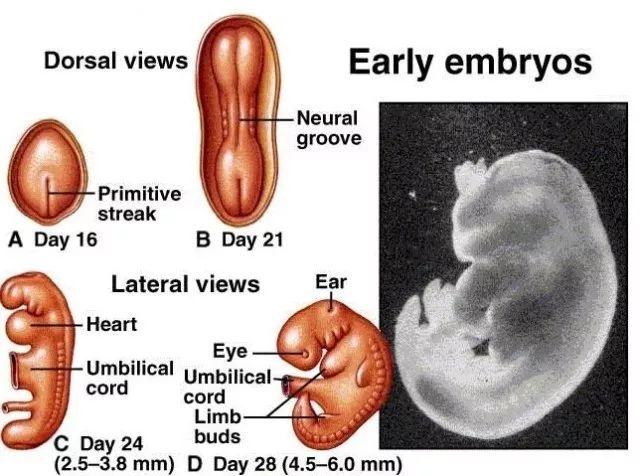 请关注胎儿的神经系统发育