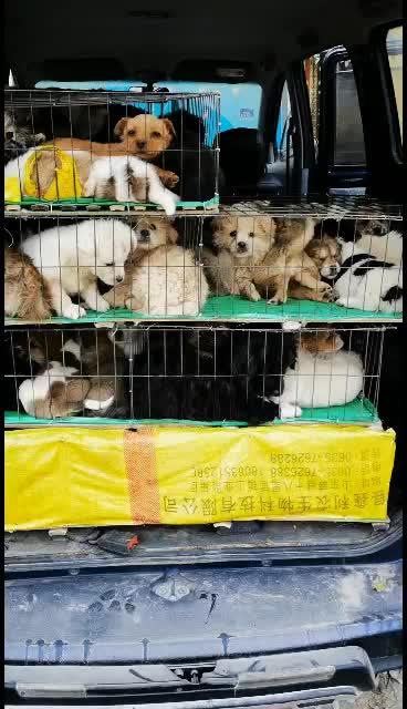 【牛商推荐】肉狗苗致富创业加盟成功方向欢迎参观考察