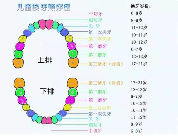 宝宝恒牙什么时候长齐
