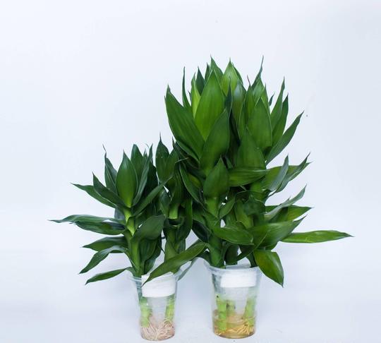 基地直销富贵竹莲花竹荷花竹盆栽吸甲醛绿植观音竹水培植物三株图片