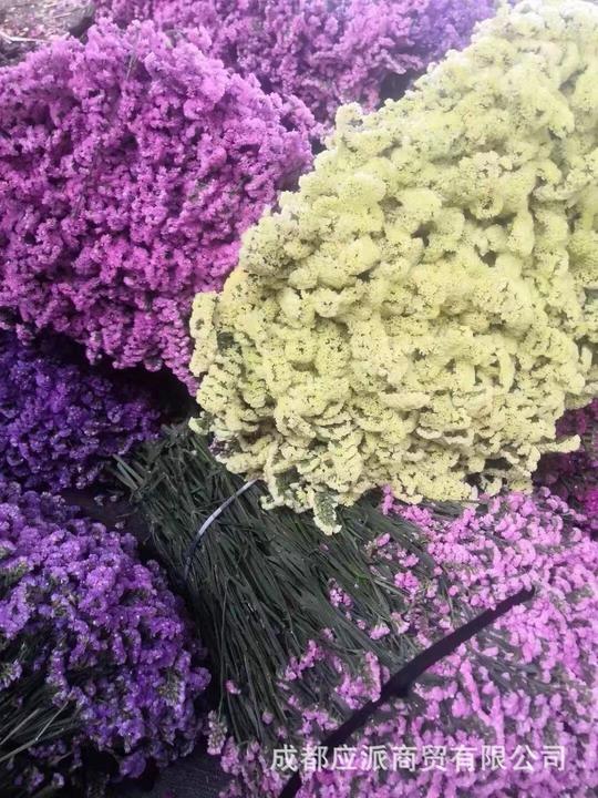 云南十八怪鲜花论斤卖跑江湖地摊热卖干鲜花勿忘我情人草满天星