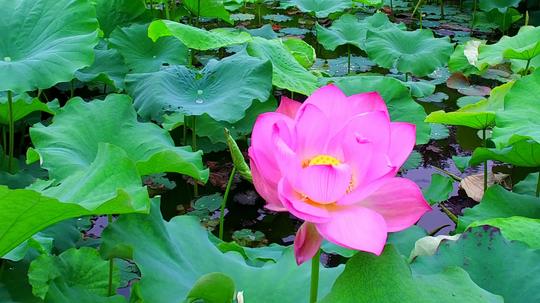荷花荷塘_3840x2160_高清视频素材下载(编号:2668086)