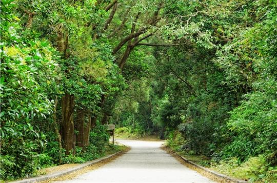 沥青_道路_树林_图片大全—全景创意图库（quanjing.com）中国领先的正版图片视频素材网站