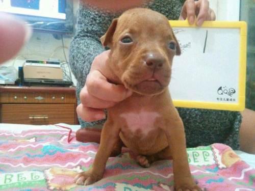 战神斗犬比特犬!-德阳宠物狗