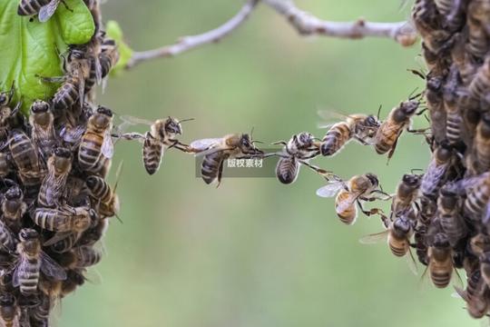 相信蜜蜂的团队合作构建了两只蜜蜂群体