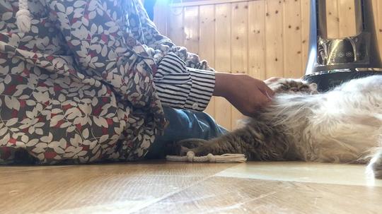 撸猫的一个小小片段