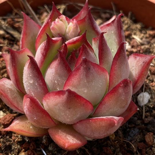 宝莲灯多肉精品稀有多肉植物一物一拍【雪狼多肉】