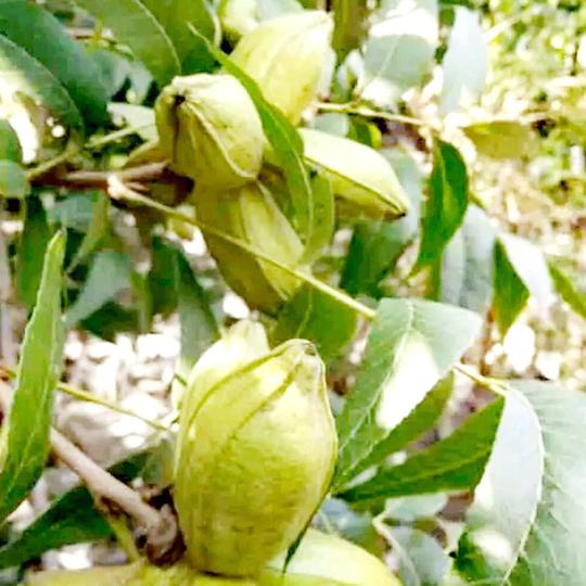 园艺场批发碧根果苗保湿发货多年种植经验果实饱满碧根果苗