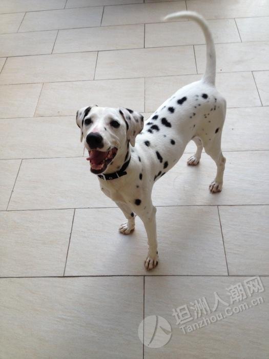 大麦町犬
